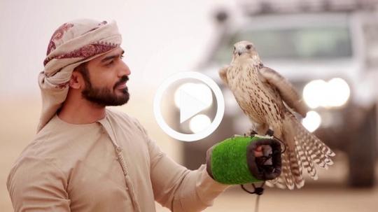 Man enjoying falcons company