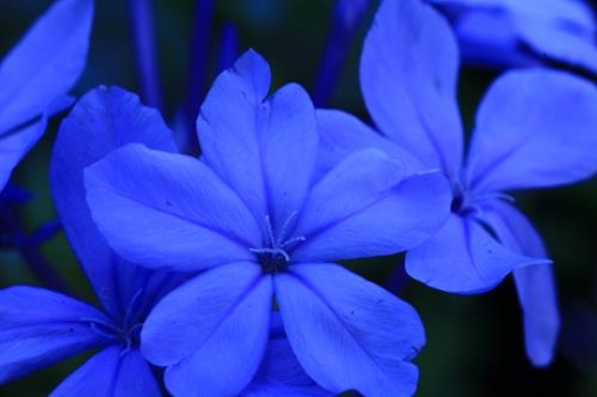 blue flowers close up