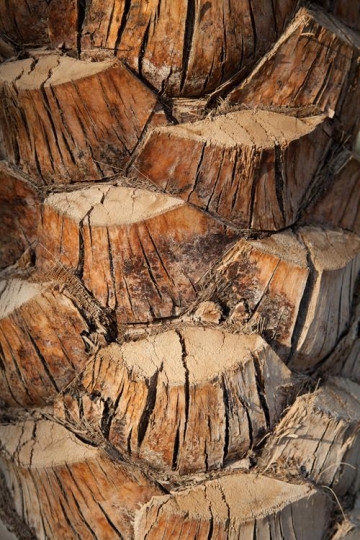 pattern of tree cuts