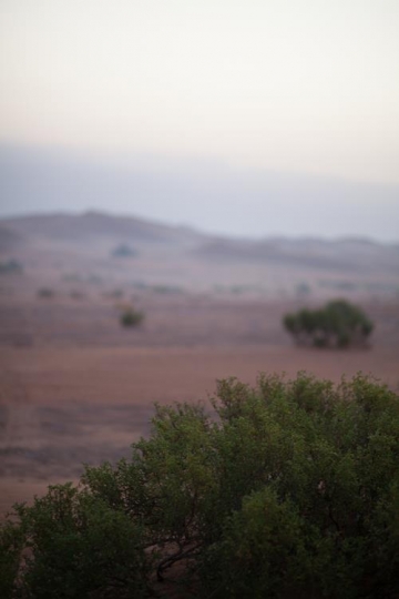 close up of a bush tree in the foreground