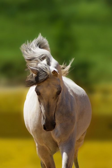 horse running in meadow