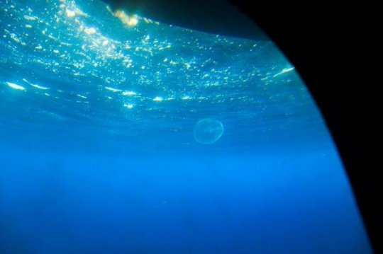 under the surface of sea