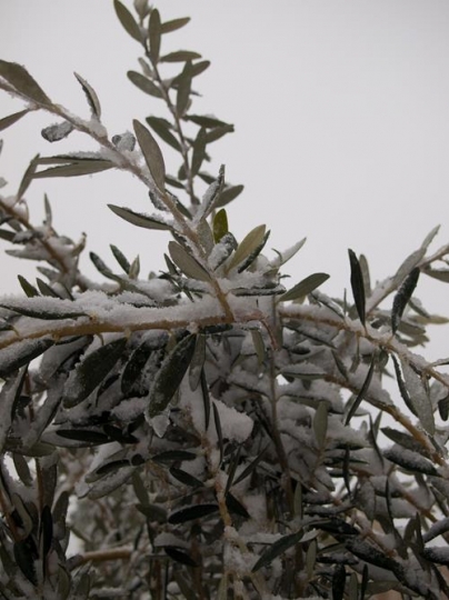 olive tree under snow