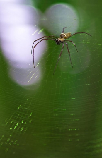 close up of cobweb with spider
