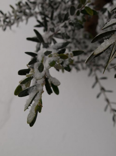 olive tree under snow