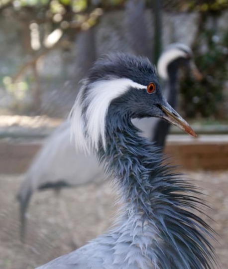 demoiselle crane prince hashem birds garden
