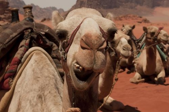wadi rum camel