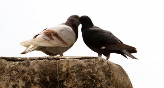 doves in love