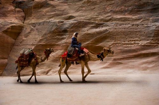 bedouin man on his camel in petra,jordan
