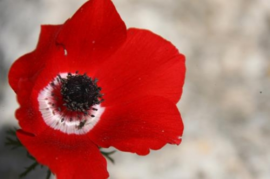 red poppy