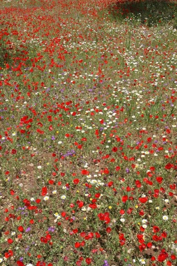 colorful flower garden