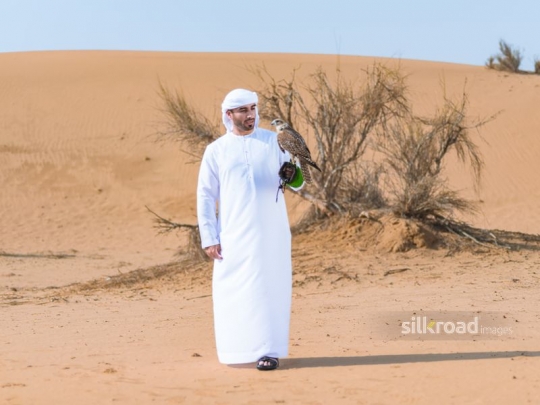 man looking at falcon
