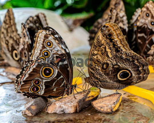  Close-up of Butterflies Feeding in Dubai Garden
