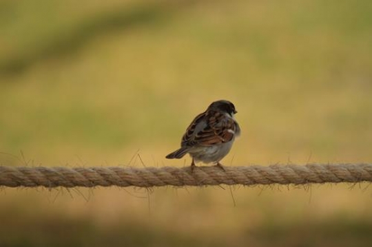 Birdy