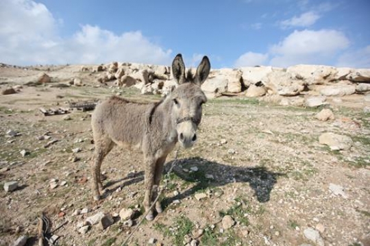 donkey at Bab al-Shams