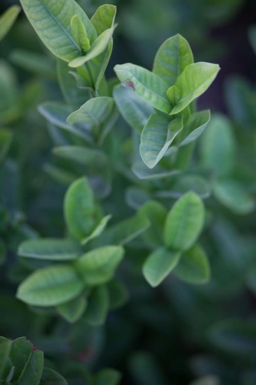 Plant