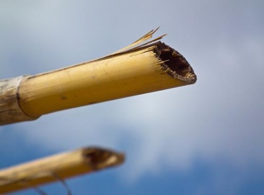 Sugar Cane