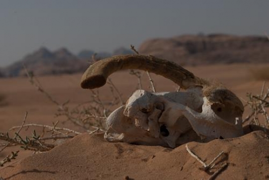 wadi rum desert
