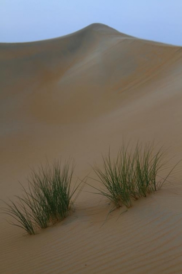 dessert plant