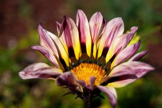 flower background