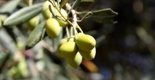 Olive branch
