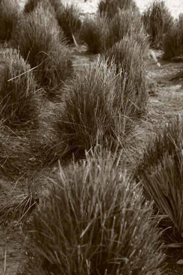 view of natural bushes in the wilderness