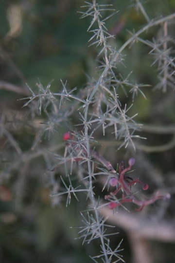 olive tree