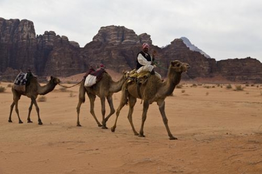 Bedouin and three camels in Wadi Rum