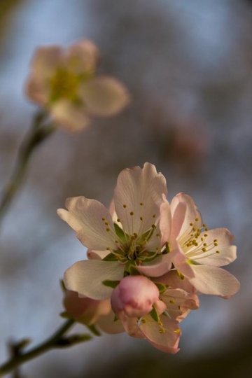 close-up of an almond flower