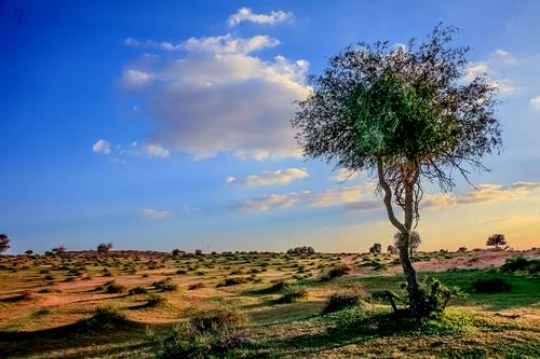 Tree on green land