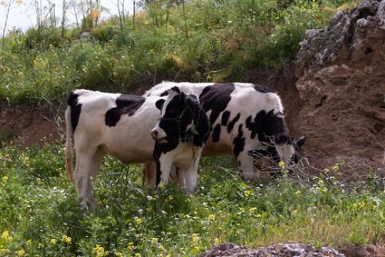cows grazing in meadow