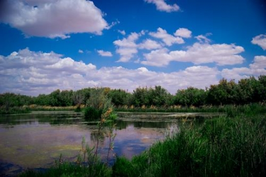 azraq oasisy