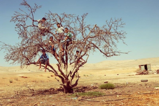 The Dreams Tree