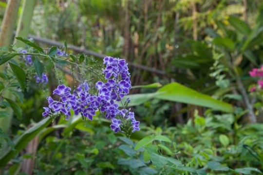 purple flowers in a garden