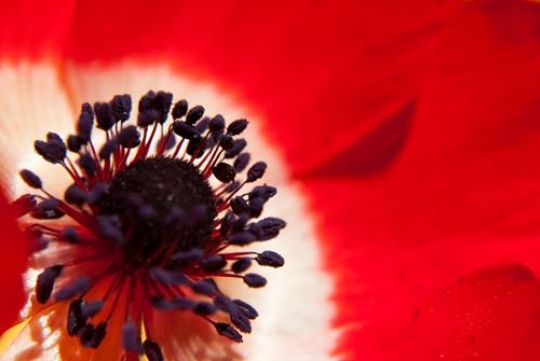 beautiful red anemone flower background