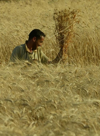 harvest season