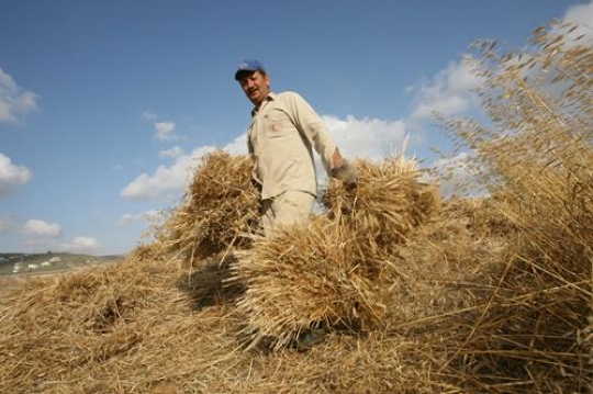 harvest season