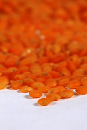 Lentils