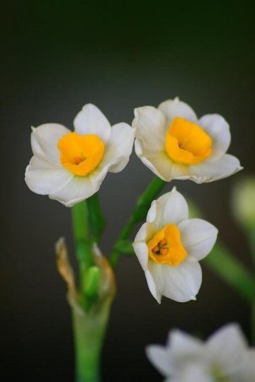 close up of white tulips