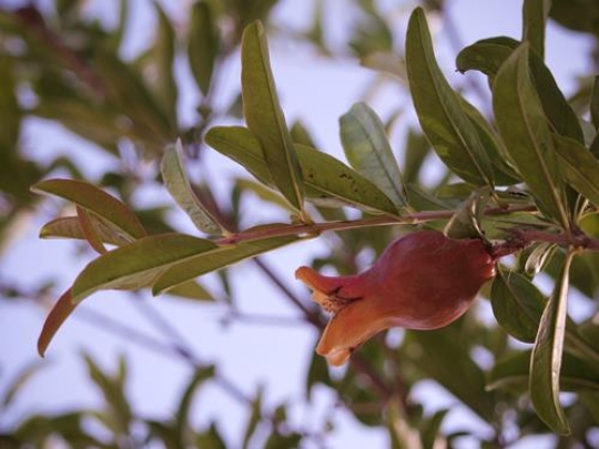 pomegranate tree
