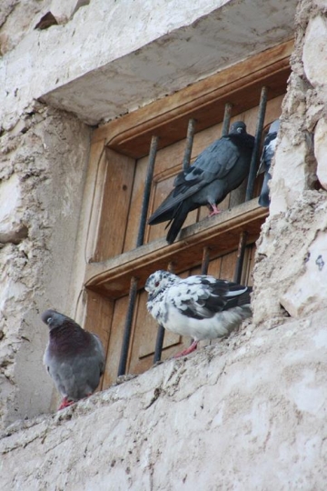 Pigeonsy