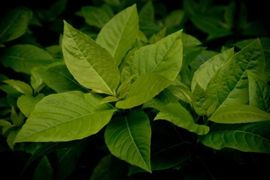 growing mint leaves