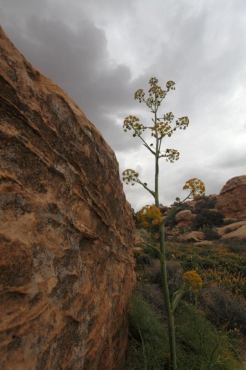 Dana Biosphere Reserve