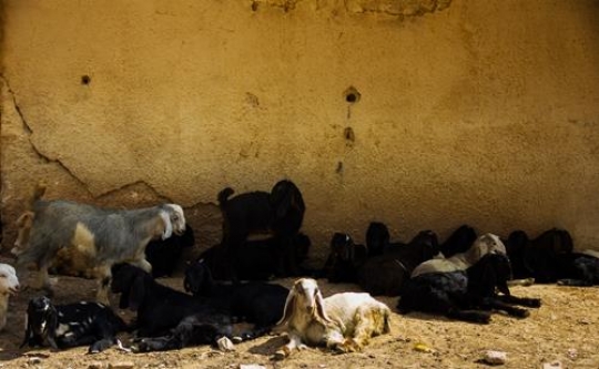 Group of Goats