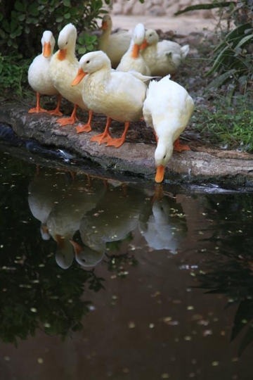 ducks by water bank close up