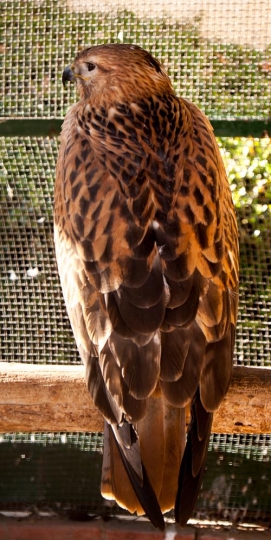 hawk in the cage