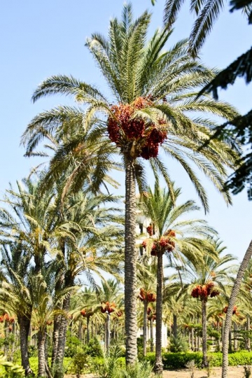Palm Oasisy