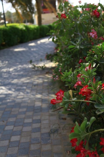 tree with flowers in a garden