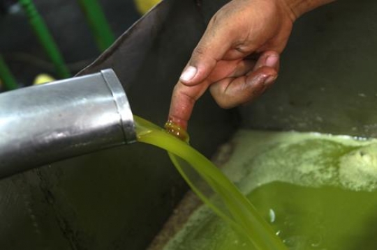Olive oil