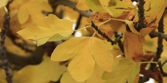 closeup of autumn leaves